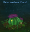 Briarmelon Plant