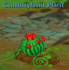 Gummyfruit Plant