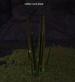 Wither Reed Plants